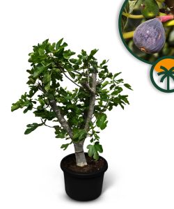 Drzewo figowe - Ficus carica Calabacita Blanca - 40 lat - 180 cm
