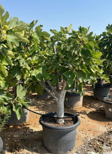 Drzewo figowe - Ficus carica Calabacita Blanca - 40 lat - 180 cm