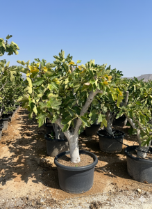 Drzewo figowe - Ficus carica Calabacita Blanca - 40 lat - 180 cm