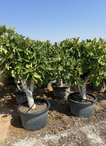 Drzewo figowe - Ficus carica Calabacita Blanca - 40 lat - 180 cm
