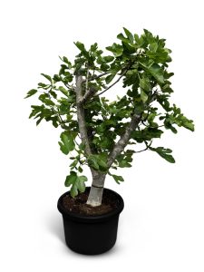 Drzewo figowe - Ficus carica Calabacita Blanca - 40 lat - 180 cm
