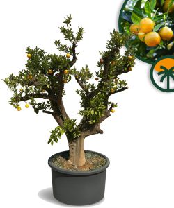 Drzewko pomarańczowe XXXL - Citrus sinensis - 250 cm