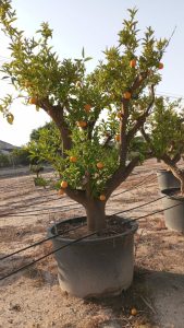 Drzewko pomarańczowe XXXL - Citrus sinensis - 250 cm