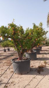 Drzewko pomarańczowe XXXL - Citrus sinensis - 250 cm