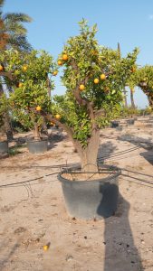 Drzewko pomarańczowe XXXL - Citrus sinensis - 250 cm