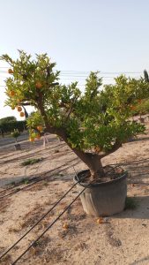Drzewko pomarańczowe XXXL - Citrus sinensis - 250 cm