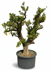 Drzewko pomarańczowe XXXL - Citrus sinensis - 250 cm