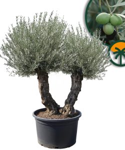 Drzewo Oliwne Bonsai - Podwójny pień - 240 cm