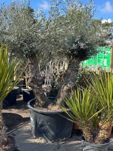 Drzewo Oliwne Bonsai - Podwójny pień - 240 cm