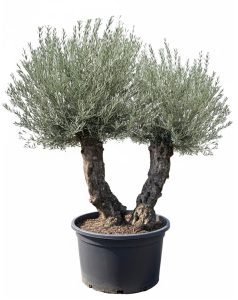 Drzewo Oliwne Bonsai - Podwójny pień - 240 cm