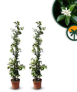 Jaśmin toskański - Trachelospermum jasminoides - 120-140 cm - 2 sztuki