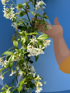 Jaśmin toskański - Trachelospermum jasminoides - 120-140 cm - 2 sztuki