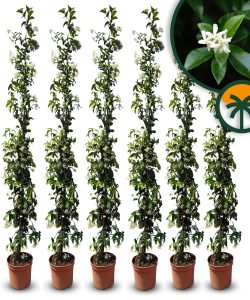 Jaśmin gwiaździsty toskański - Trachelospermum jasminoides - 160-180 cm - 6 sztuk