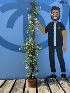 Jaśmin gwiaździsty toskański - Trachelospermum jasminoides - 160-180 cm - 6 sztuk