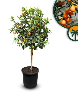 Kumkwat - Citrus fortunella - 160 cm