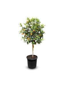 Kumkwat - Citrus fortunella - 160 cm