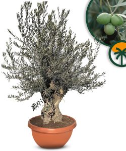Drzewo oliwne - Olea europaea - Bonsai w dekoracyjnej misie - 90 lat - 220 cm