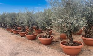 Drzewo oliwne - Olea europaea - Bonsai w dekoracyjnej misie - 90 lat - 220 cm