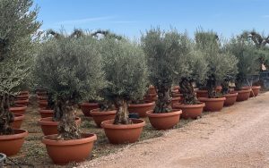 Drzewo oliwne - Olea europaea - Bonsai w dekoracyjnej misie - 90 lat - 220 cm