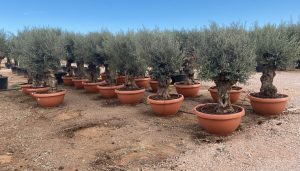 Drzewo oliwne - Olea europaea - Bonsai w dekoracyjnej misie - 90 lat - 220 cm