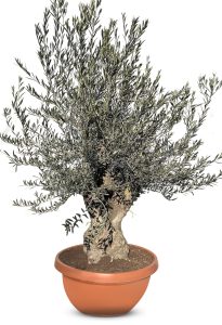 Drzewo oliwne - Olea europaea - Bonsai w dekoracyjnej misie - 90 lat - 220 cm