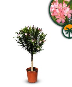 Różowy Oleander na pniu - Nerium oleander - 100-120 cm