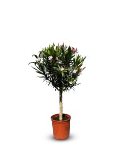 Różowy Oleander na pniu - Nerium oleander - 100-120 cm