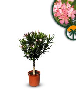 Oleander na pniu - Różowy - 90-110 cm