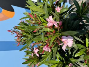 Oleander na pniu - Różowy - 90-110 cm