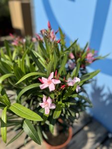 Oleander na pniu - Różowy - 90-110 cm