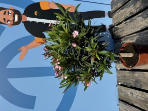 Oleander na pniu - Różowy - 90-110 cm