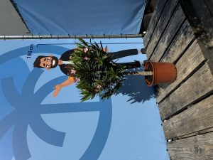 Oleander na pniu - Różowy - 90-110 cm