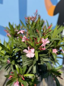 Oleander na pniu - Różowy - 90-110 cm