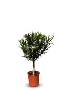 Oleander na pniu - Różowy - 90-110 cm
