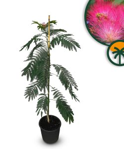 Drzewo perskiego snu - Albizia Ombrella - 160 cm