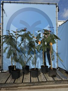 Drzewo perskiego snu - Albizia Ombrella - 160 cm