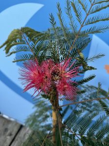 Drzewo perskiego snu - Albizia Ombrella - 160 cm