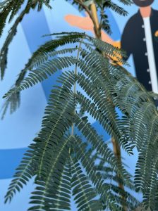 Drzewo perskiego snu - Albizia Ombrella - 160 cm