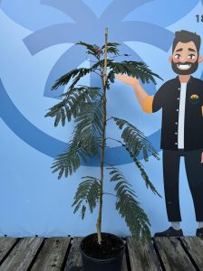 Drzewo perskiego snu - Albizia Ombrella - 160 cm