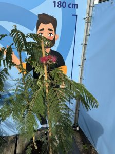 Drzewo perskiego snu - Albizia Ombrella - 160 cm