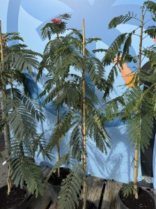 Drzewo perskiego snu - Albizia Ombrella - 160 cm