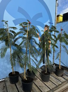 Drzewo perskiego snu - Albizia Ombrella - 160 cm