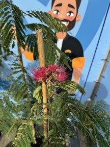 Drzewo perskiego snu - Albizia Ombrella - 160 cm