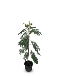 Drzewo perskiego snu - Albizia Ombrella - 160 cm