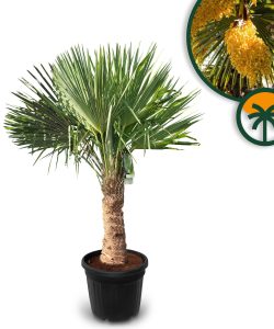 Palma - Trachycarpus fortunei - pień 40-50 cm