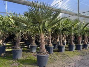 Palma - Trachycarpus fortunei - pień 40-50 cm