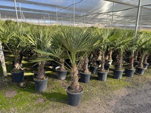 Palma - Trachycarpus fortunei - pień 40-50 cm