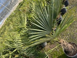 Palma - Trachycarpus fortunei - pień 40-50 cm