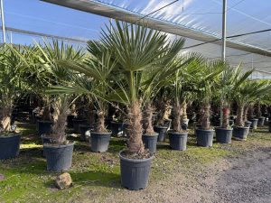 Palma - Trachycarpus fortunei - pień 40-50 cm