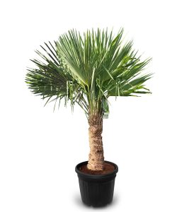 Palma - Trachycarpus fortunei - pień 40-50 cm